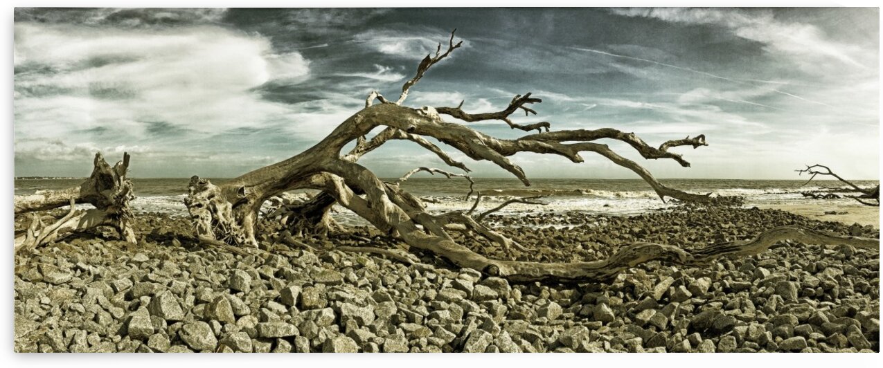 Driftwood Beach Panorama Blackgold by Bill Swartwout Photography