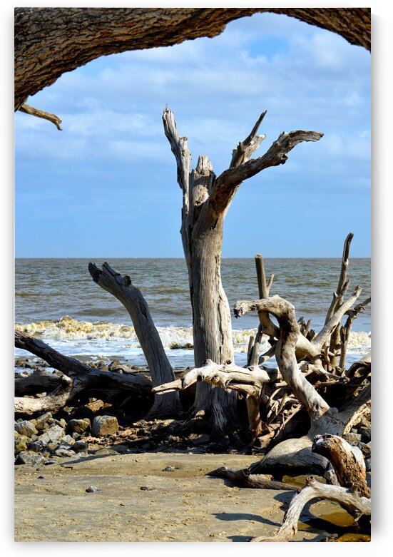 Driftwood Beach Uplifting by Bill Swartwout Photography