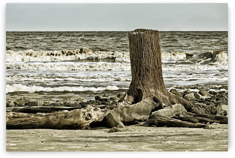 Driftwood Beach Post Blackgold by Bill Swartwout Photography