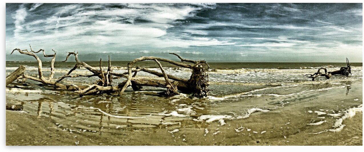 Driftwood Beach Panorama 103 Blackgold by Bill Swartwout Photography