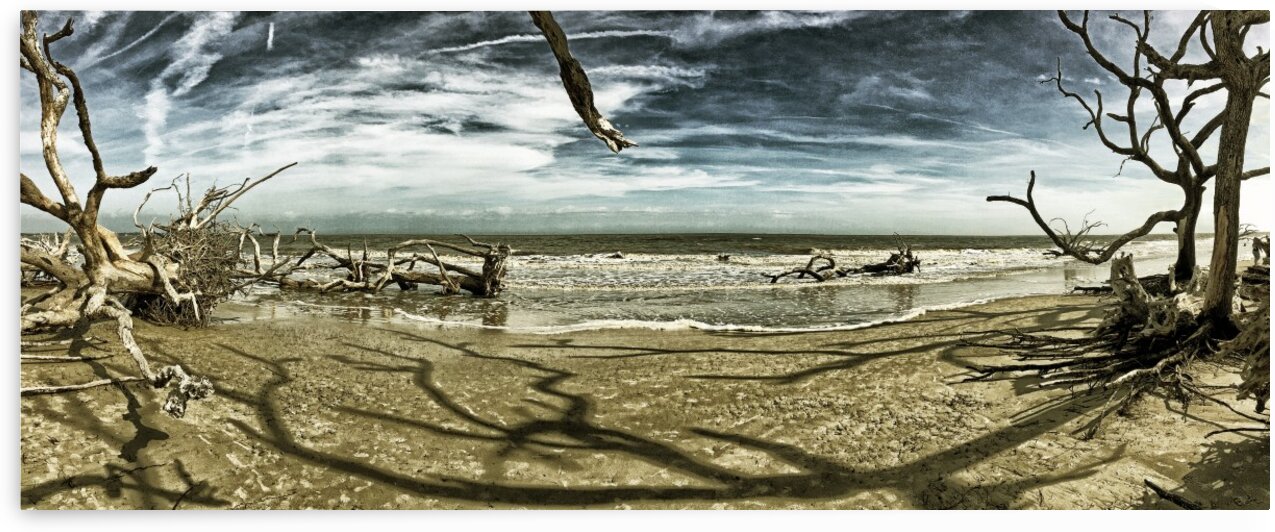 Driftwood Beach Panorama Shadows Blackgold by Bill Swartwout Photography
