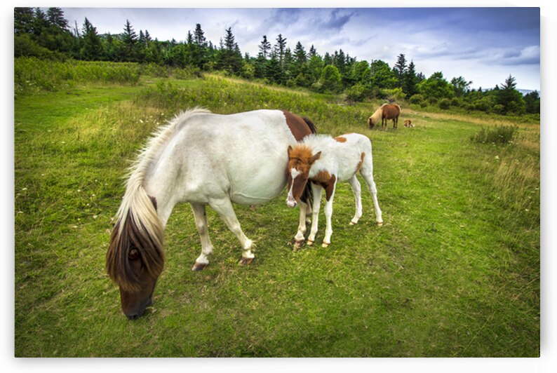 Untamed Resolve by Shelia Hunt Photography