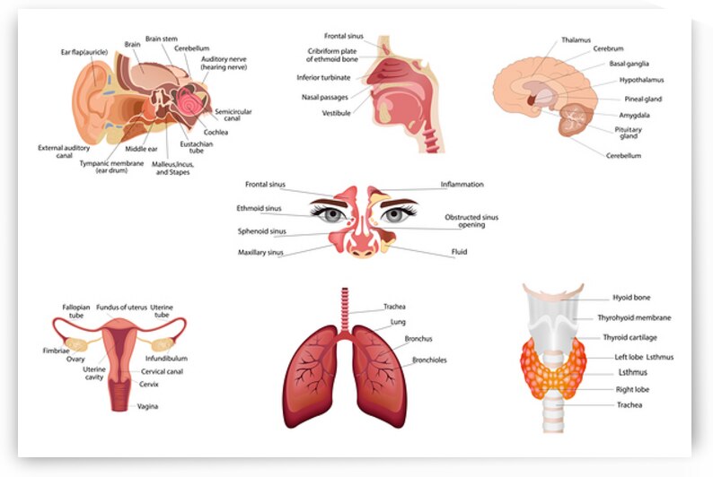 Internal human body organs by Towseef Dar