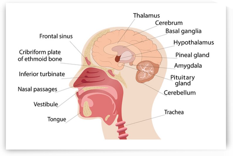 Anatomy of human brain and noise by Towseef Dar