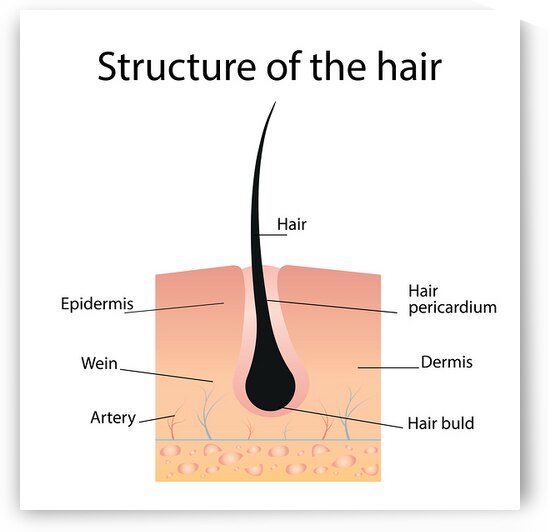 Structure of the hair by Towseef Dar