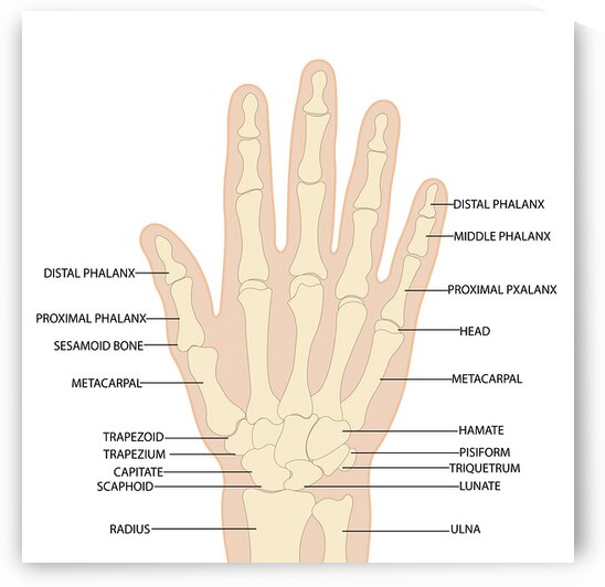 Human hand anatomy  by Towseef Dar