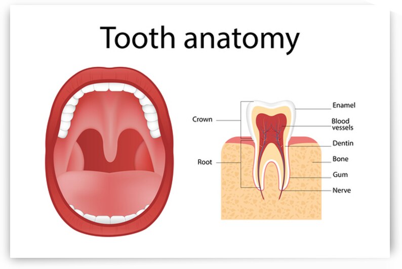 Tooth anatomy by Towseef Dar