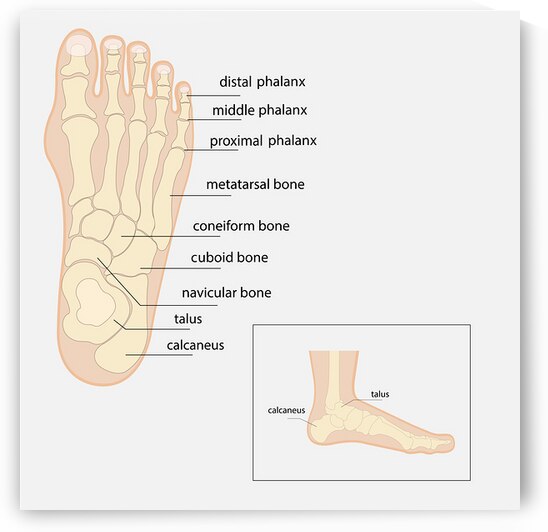 Anatomy of human foot  by Towseef Dar