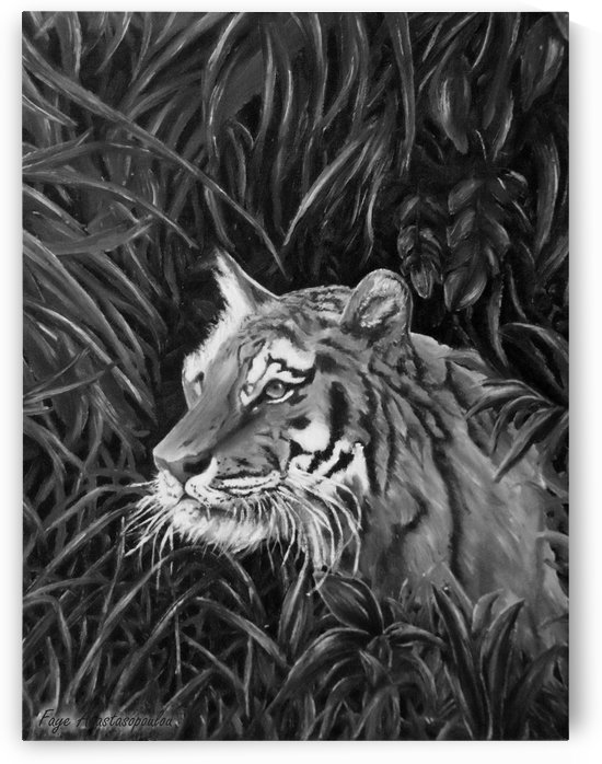 Tiger Portrait by Faye Anastasopoulou