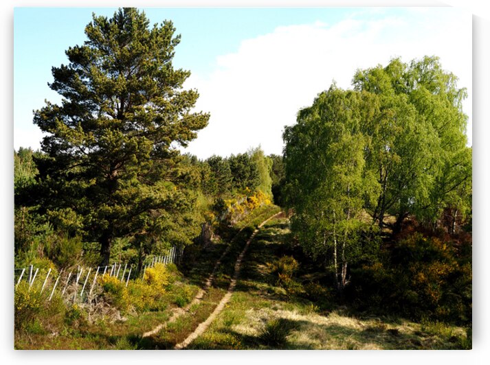   Summers Sunlight Path                                                                                                                    by Catriona Roberts Nature Photography and Designs