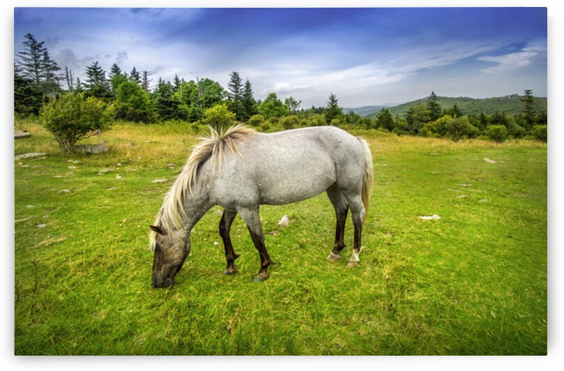 Quiet Freedom in Grayson Highlands by Shelia Hunt Photography
