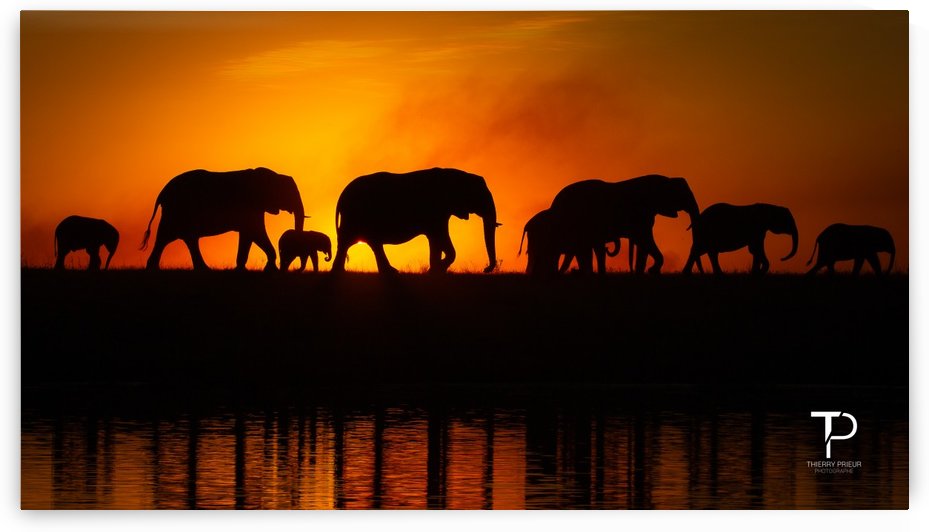 Silhouettes by Thierry Prieur Photographie