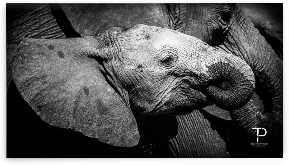 Elephant in Chobe by Thierry Prieur Photographie