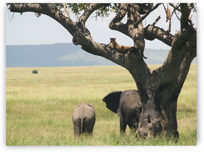 Elephants with Leopard by Alexander Wright