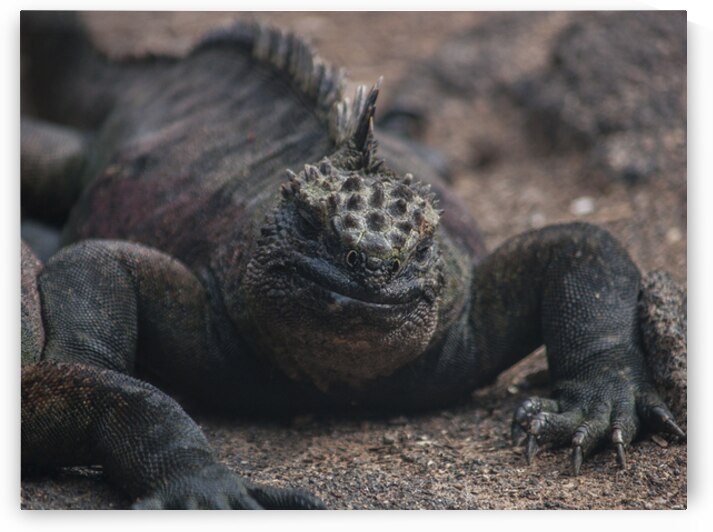 Marine Iguana - Galapagos by Alexander Wright