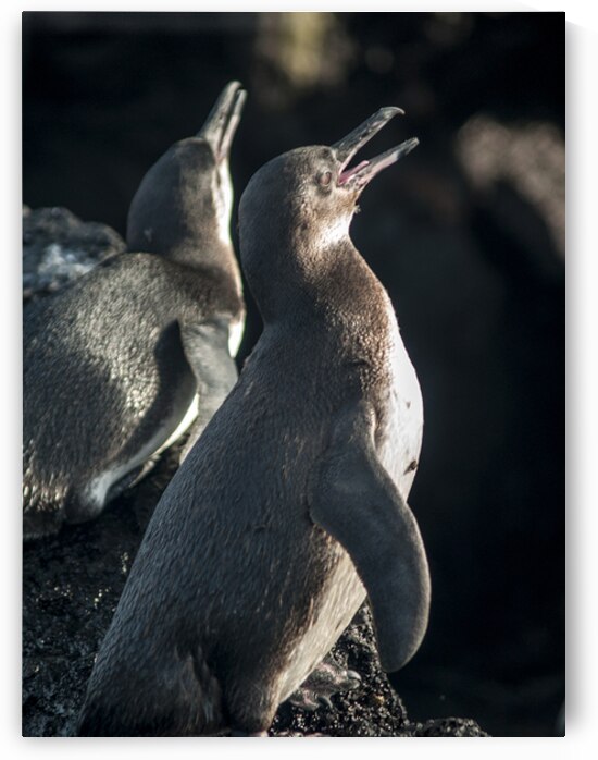 Galapagos Penguins by Alexander Wright