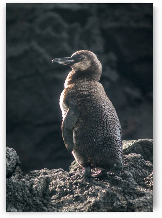 Galapagos Penguin by Alexander Wright