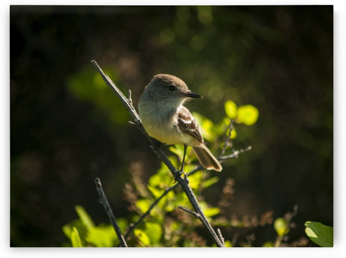 Galapagos Shrike by Alexander Wright
