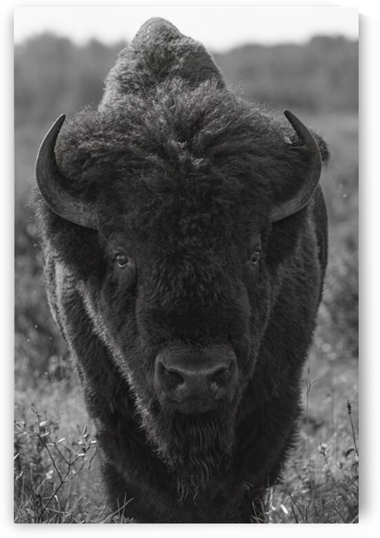 Bison BW 2 by Ilana Vargulich