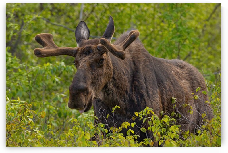 Big Boy by Ilana Vargulich