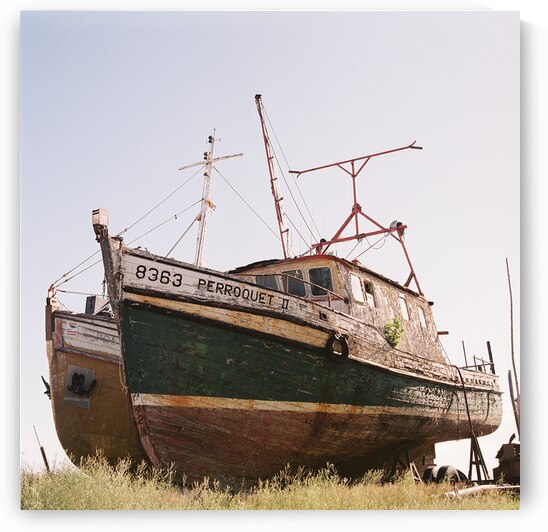 Perroquet II by Creations Cronos