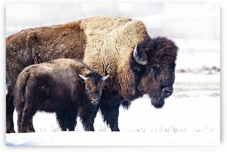 Bison Mom and Cub by Ilana Vargulich