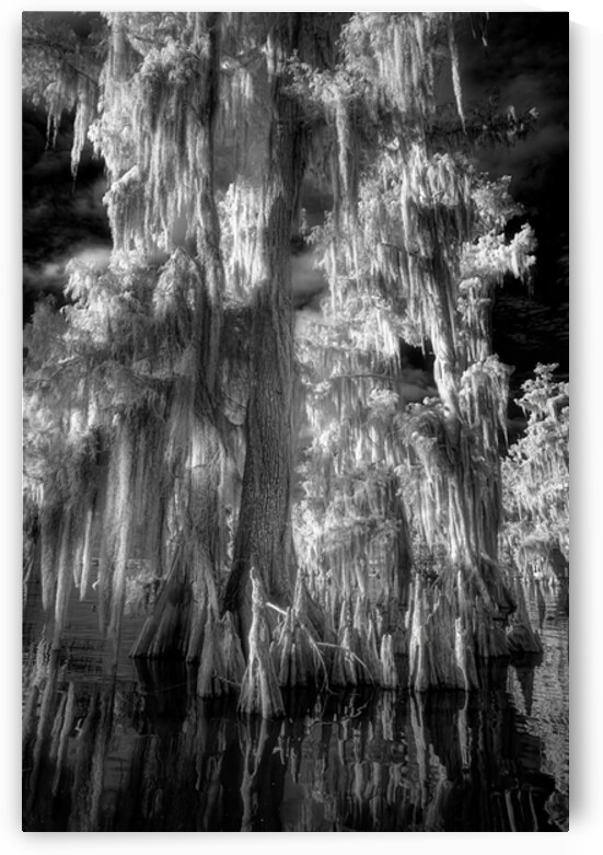 Bayou Infrarouge by Rick Berk