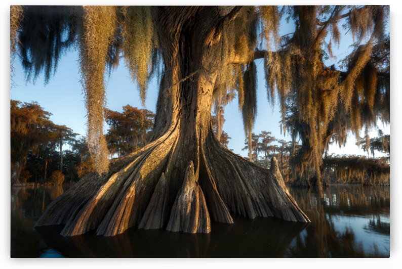 Lumière du Matin by Rick Berk
