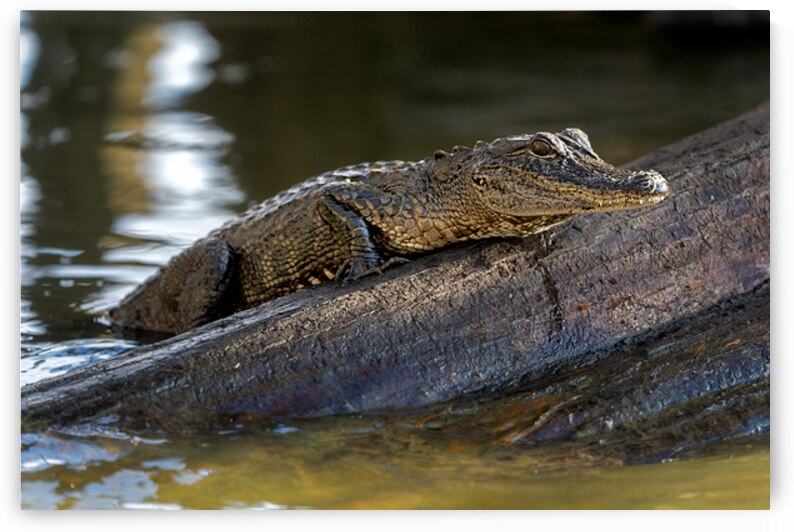 American Alligator by Rick Berk