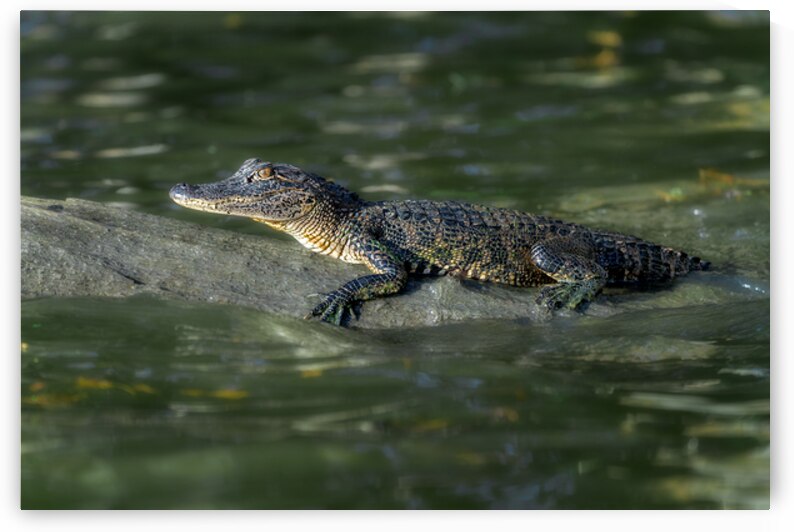 Juvenile Gator by Rick Berk