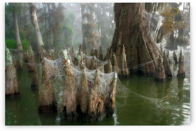 Bayou Lacework by Rick Berk