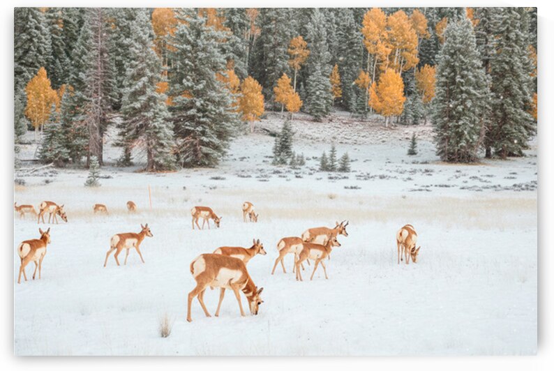 antelope in strawberry after first snow by Photo Mahler
