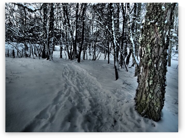 Snow Trail through the Forest                                                                                                                      by Catriona Roberts Nature Photography and Designs