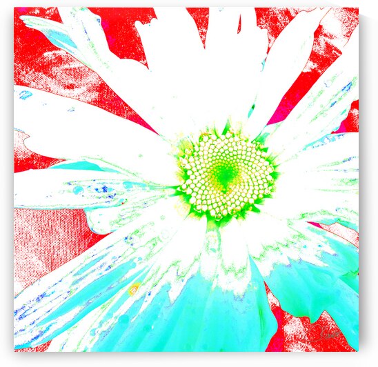 Vibrant Daisy Flower Close Up by Catriona Roberts Nature Photography and Designs