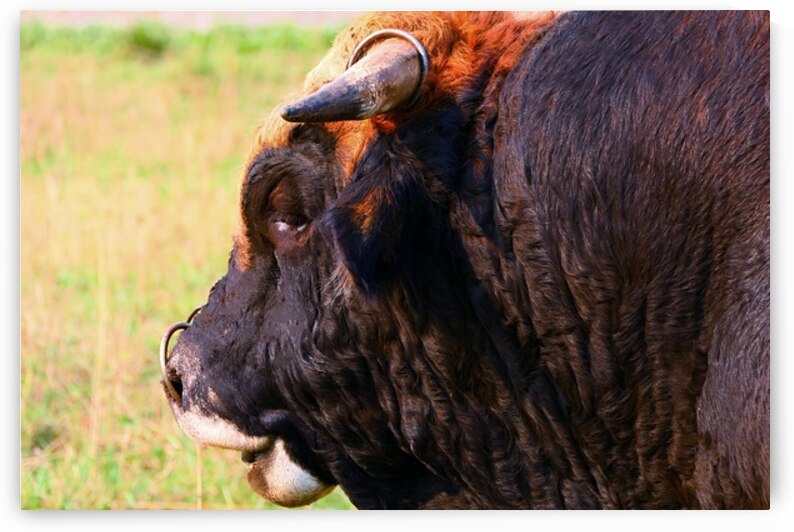 aubrac bull profile portrait livestock photograph by M ALK