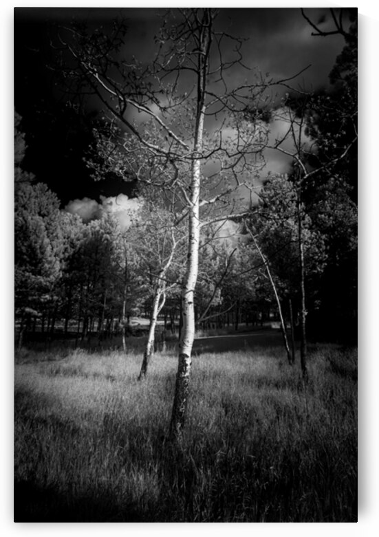Aspen Reverie: Ansels Inspiration by Dream World Images