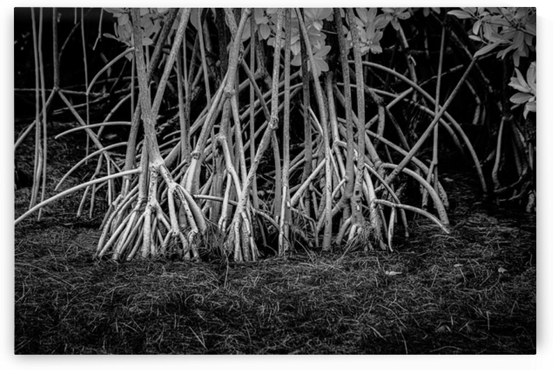 Enchanting Mangrove Tapestry: A Dance of Light and Shadows by Dream World Images