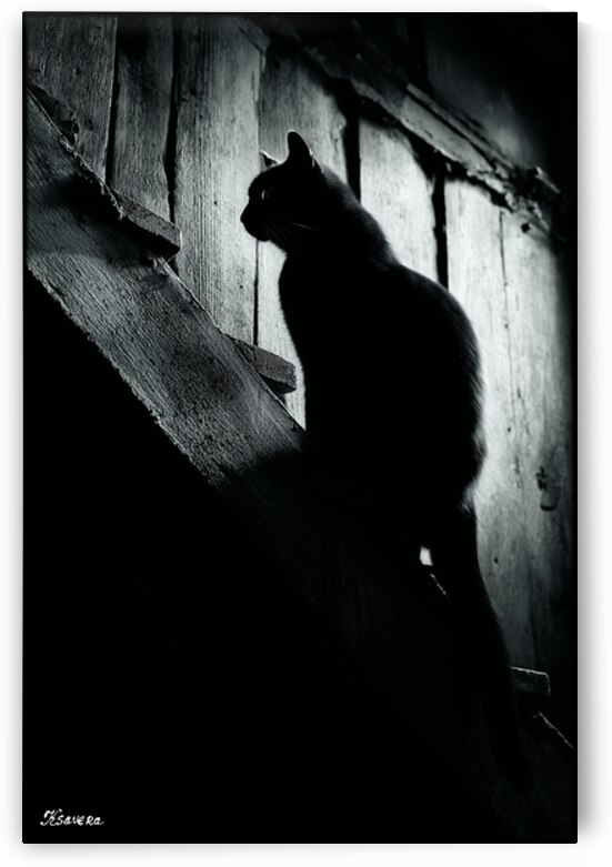 Black cat FA 25 2x3 609 by Ksavera ART