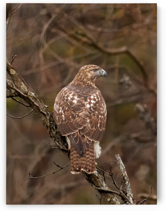 Woodland Watcher — Juvenile Red‑tailed Hawk Buteo jamaicensis by Touch Of Frank Photography