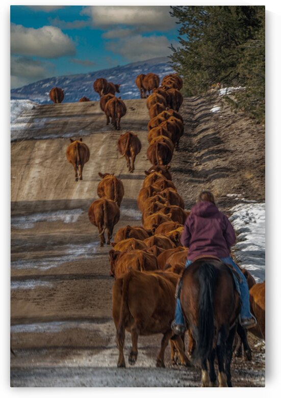 Cow Boss by Susan Humphrey Art