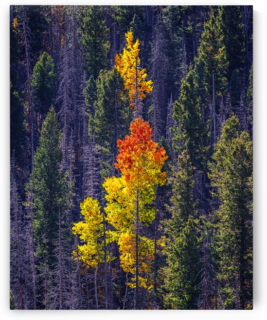 A Touch of Autumn by Andy Crawford