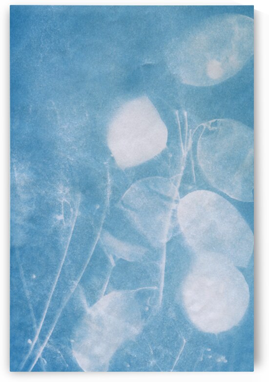 Lunaria honesty by Karen Kaspar