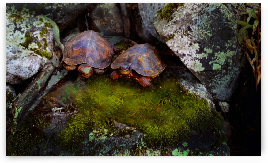 Two Wood Turtles by Frank Wilson