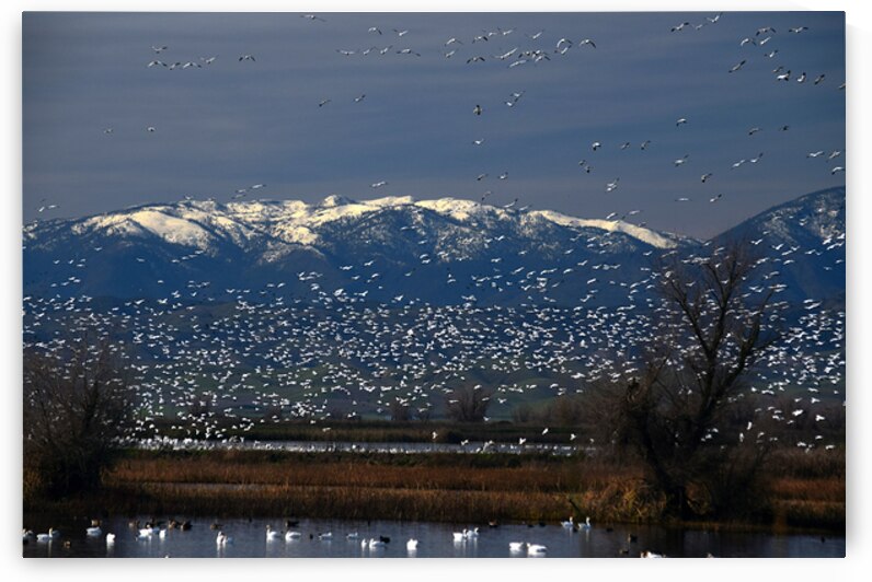 Snow Goose Migration by Frank Wilson