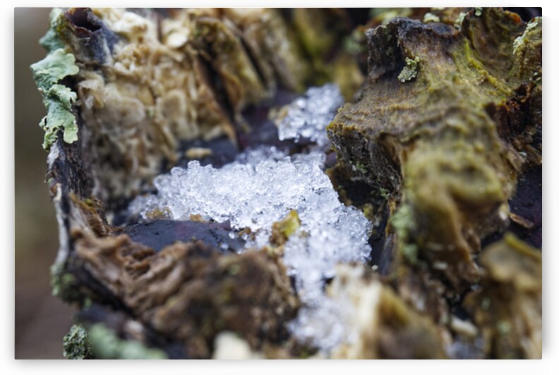 Tree Stump Filled With Ice by Iris H Richardson