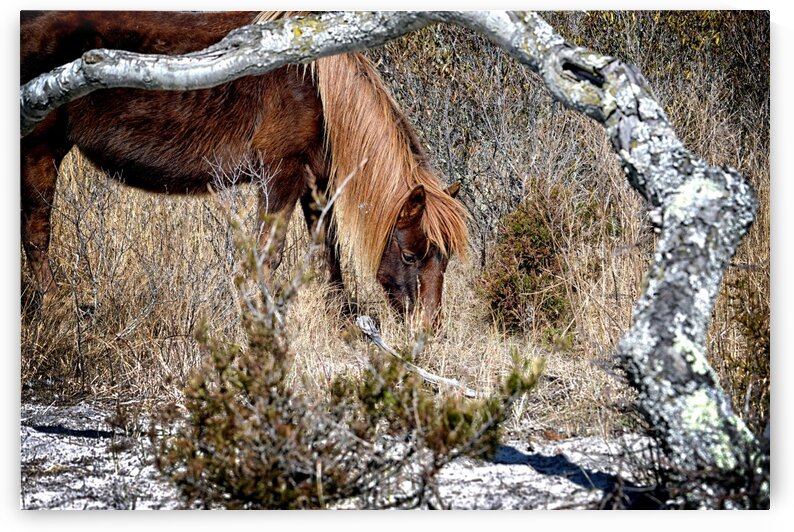 Assateague Pony Go Go Bones Forages for Lunch by Bill Swartwout Photography
