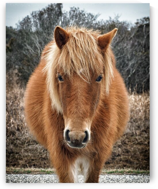 Assateague Horse Miekes NoeLani by Bill Swartwout Photography