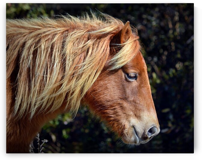 Assateague Pony Sarahs Sweet Tea Profile by Bill Swartwout Photography