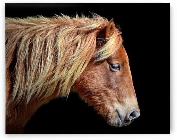 Assateague Pony Sarahs Sweet Tea On Black by Bill Swartwout Photography
