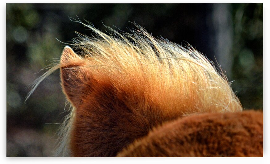 Assateague Pony Hairdo by Bill Swartwout Photography